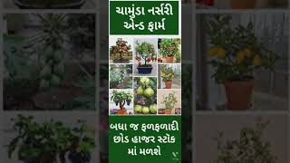 અમારે ત્યાં બધા જ પ્રકારના ફળ-ફળાદી ખાતરીબંધ રોપ તથા કલમો હાજર સ્ટૉક માં મળશે.