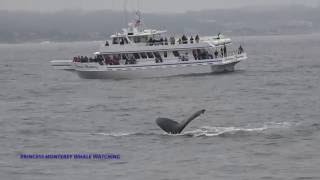 Tail Slapping Humpback Whale 7/25/16