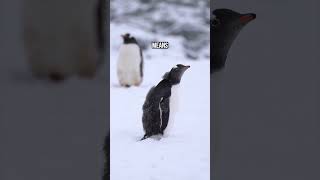Touching a WILD PENGUIN in Antarctica! #shorts