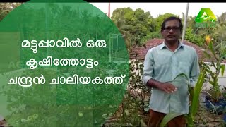 മട്ടുപ്പാവിൽ ഒരു കൃഷിത്തോട്ടം ഒരുക്കാം !! ശ്രീ ചന്ദ്രൻ ചാലിയകത്ത്‌