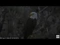 AEF NEFL Eagle Cam 1-10-20: Morning Mating After a Peaceful Sleepover