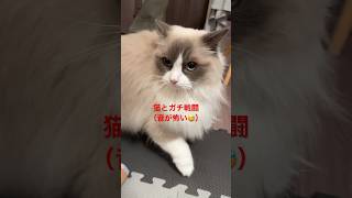 【恐怖映像】猫とガチ戦闘した結果#ラグドール #猫のいる暮らし #猫のいる生活 #ネコ#ハチワレ #cat #ragdoll #shorts