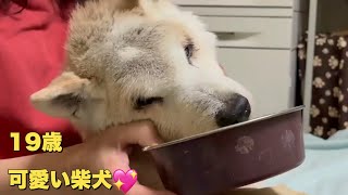 認知症で寝たきりの柴犬は19歳になりました！やっぱり可愛いです♪