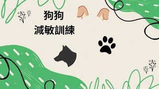 狗狗減敏訓練