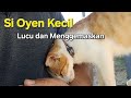 Si Oyen Kecil Lucu Yang Suka Cium Cium dan Peluk Peluk