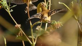 Goldfinch-Fledgling Feeding Frenzy