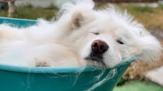 Worlds Most Relaxed Husky In The Bathtub #husky