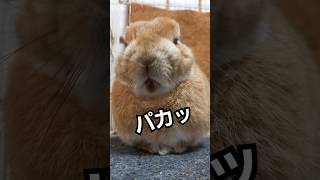 【これが最大】一瞬だけ大きな口を開けたウサギが可愛い！ #うさぎ  #おもしろ #かわいい