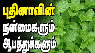 புதினா இலைகளின் நன்மைகள் மற்றும் பக்க விளைவுகள் தமிழில் | Mint leaves Advantages And Side Effects