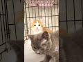 里親募集中子猫ちゃん達😸😊💕逢いに来てニャ😸