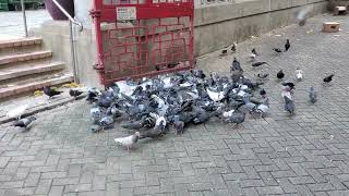 餵飼流浪鴿子,給牠們一點食物及能量 Feed the stray pigeons and give the pigeons some food and energy