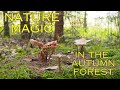 Wandering: A late autumn walk in the forest. Nature magic, folklore and fairy realm. ASMR