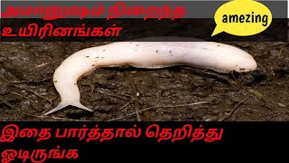 அமானுஷம் நிறைந்த உயிரினம் | ghost creatures | dram line | tamil