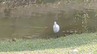 巴克禮公園 小翠鳥 捕魚 小白鷺