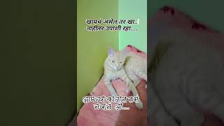 आमच्या काळात तसं नव्हतं ओ #cat#fun#cats #marathidubbing #funny #comedy #karamativlog#viral#shorts