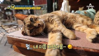 [교양] 관찰카메라 24 78회_190315_이제는 고양이 전성시대! 101마리 고양이가 있는 카페가 있다?!