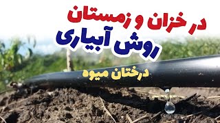 آیا در فصل خزان و زمستان درخت میوه را آبیاری کنم یا نه ؟ آبیاری در زمستان چه فایده و چه ضرر دارد؟