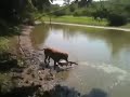 boyu kadar balık yakalayan köpek