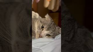 猫が眠る瞬間#shorts #cat #猫 #かわいい