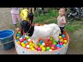 KAMBING MANDI BOLA ANAK ANAK LUCU DI KOLAM RENANG | BOBO & BIBI SI KAMBING ETAWA LUCU