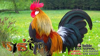 សំលេងមាន់ព្រៃ |​​ Red Junglefowl |​​ ไก่ป่าตัวผู้ |​​ Gà Rừng trống Mồi