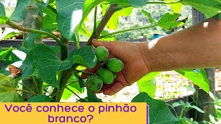 Você conhece o pinhão branco? Conheça alguns benefícios desta planta