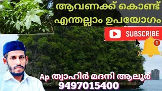 ആവണക്ക് കൊണ്ട് എന്തല്ലാം ഉപയോഗങ്ങൾ ഇത് ഒന്ന് കേട്ട് നോക്കു 9497 0 15 400 മദനി ആലൂർ