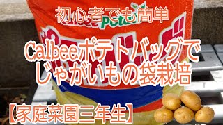 【家庭菜園】Calbeeのポテトバッグとぽろしりでじゃがいもを植える【袋栽培】