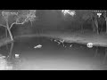 Leopard Gets a Scare from Hippo