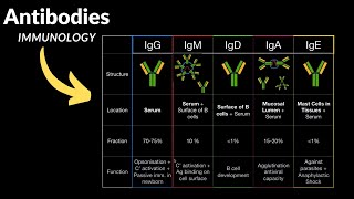 Antibodies - Production, Structure, Domains, Types (IgG, IgD, IgA, IgE, IgM) | Immunology