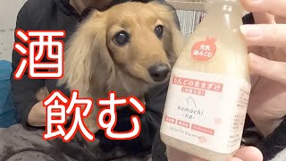 【元保護犬】初めての甘酒の反応は！？【カニンヘンダックスえびすの日常】