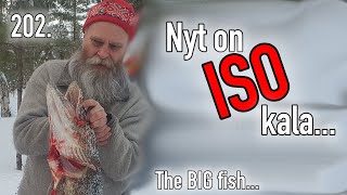 NOW IT'S A BIG FISH!!  #self-sufficiency #fishing #springhooks #winterfishing #kitkajärvi #kuusamo