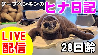 【LIVE配信】ケープペンギンのヒナ日記㉘【劇団ペンターズ】＃ペンギン #雛鳥 #動物