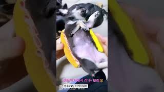 [생후39일 아기치와와] 샌드위치 속 치와와, 장난감 가지고 놀다가 침대로 활용하기!#chihuahua #치와와 #babypuppy #chihuahualife #chihuahuas