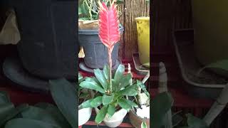 Bromeliad in Beautiful Bloom