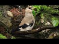 イカル幼鳥のおそるおそるの水浴び 山中湖ｶﾝﾄﾘｰﾀﾞｲｱﾘｰ