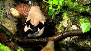 イカル幼鳥のおそるおそるの水浴び(山中湖ｶﾝﾄﾘｰﾀﾞｲｱﾘｰ)