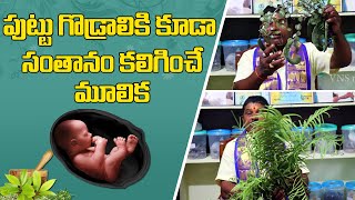 పుట్టు గొడ్రాలికి కూడా సంతానం కలిగే మూలిక || VNS Media