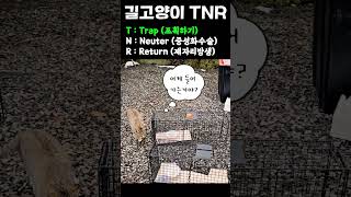 길고양이 Trap(포획) for TNR #길고양이 #cat #tnr #중성화수술 #cat  #고양이