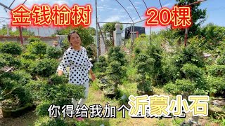 朋友家20棵金钱榆，全部清园处理600一棵，价格是真便宜！