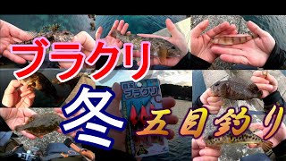 ブラクリ使って冬の五目釣り【ブラクリは釣れる！】