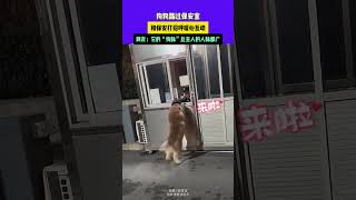 狗狗路过保安室，和保安打招呼暖心互动，网友：它的“狗脉”比主人的人脉都广