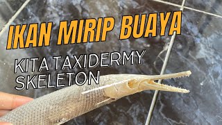 TENGKORAK IKAN BERKEPALA BUAYA! Taxidermy skeleton FLORIDA GAR