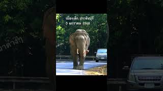 พี่เบี่ยงเล็ก ปราจีนบุรี #ช้างเขาใหญ่ #thaielephant