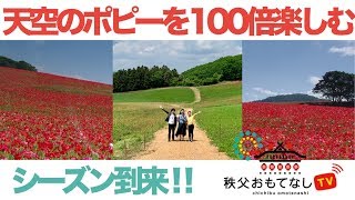 【秩父】天空のポピーを100倍楽しむ！