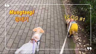 [VLOG] 코코 임시보호 마지막 날의 추억, 반려인의 일상 브이로그 | Last day of pet fostering