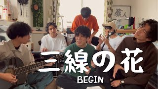 三線の花/BEGIN  -cover.【大学生】