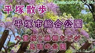 【平塚散歩】平塚市総合公園で満開の八重桜とツツジ、藤、モッコウバラなどの春の花を見て歩きました（令和６年４月19日）