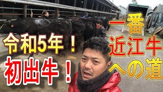 初出牛！一番和牛の初出荷！一番近江牛は?＃近江牛＃近江亀井牛＃かめこうチャンネル