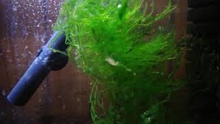 Why getting shrimp with eggs already might not mean free babies